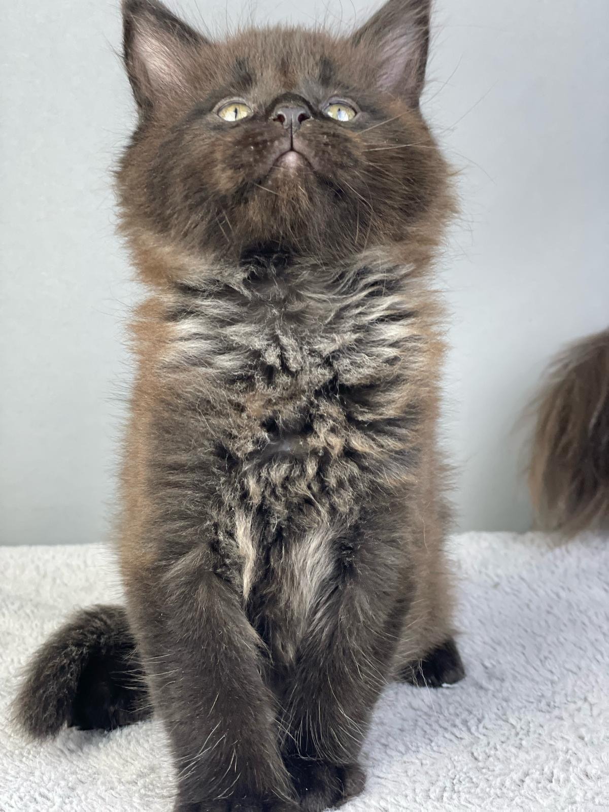 Maine Coon