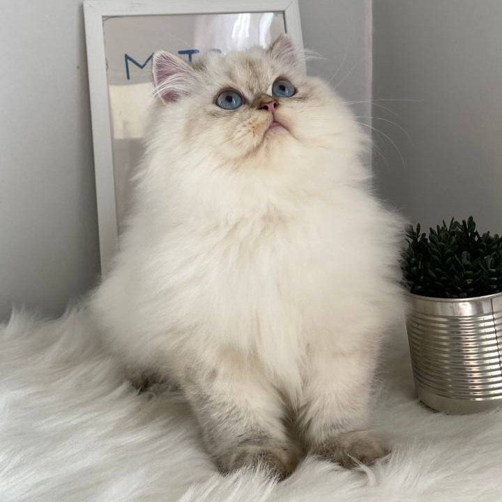 British Longhair