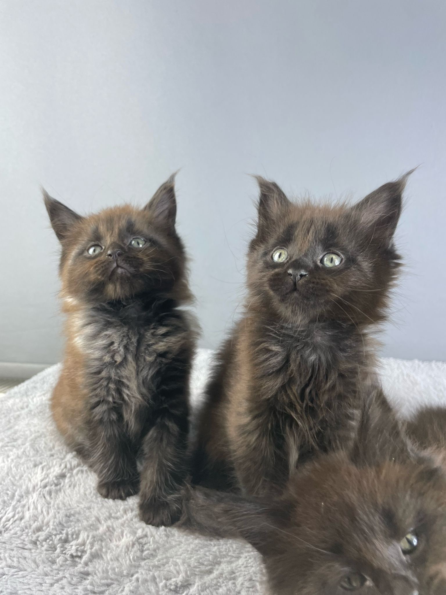 Maine Coon