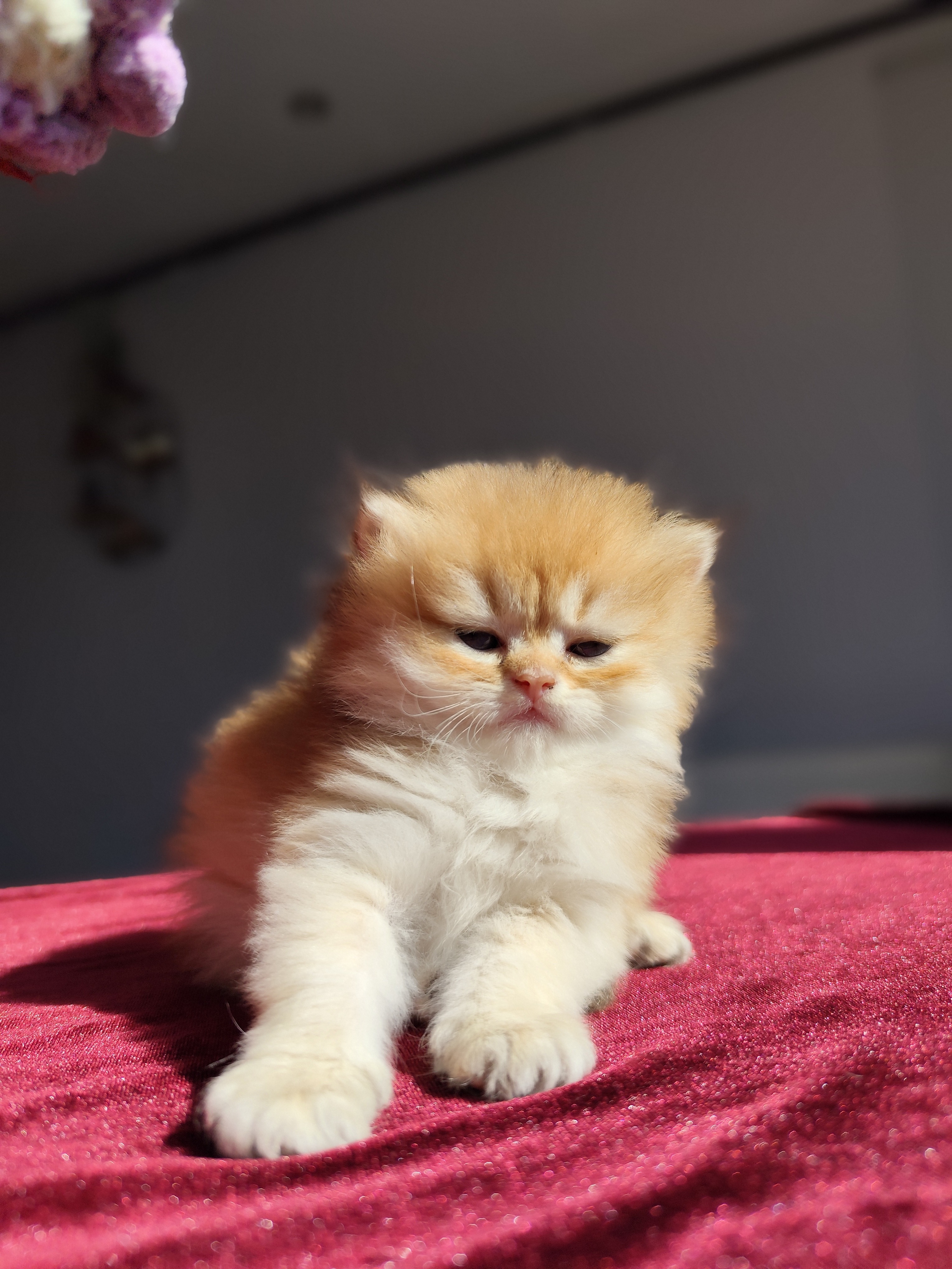 British Longhair