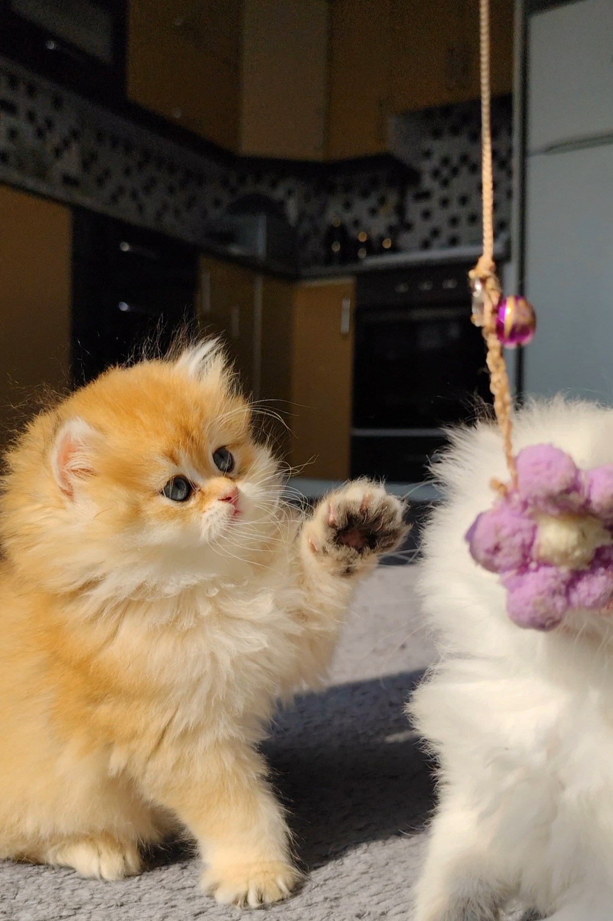 British Longhair